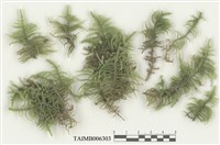 藏品(赤莖苔)的圖片